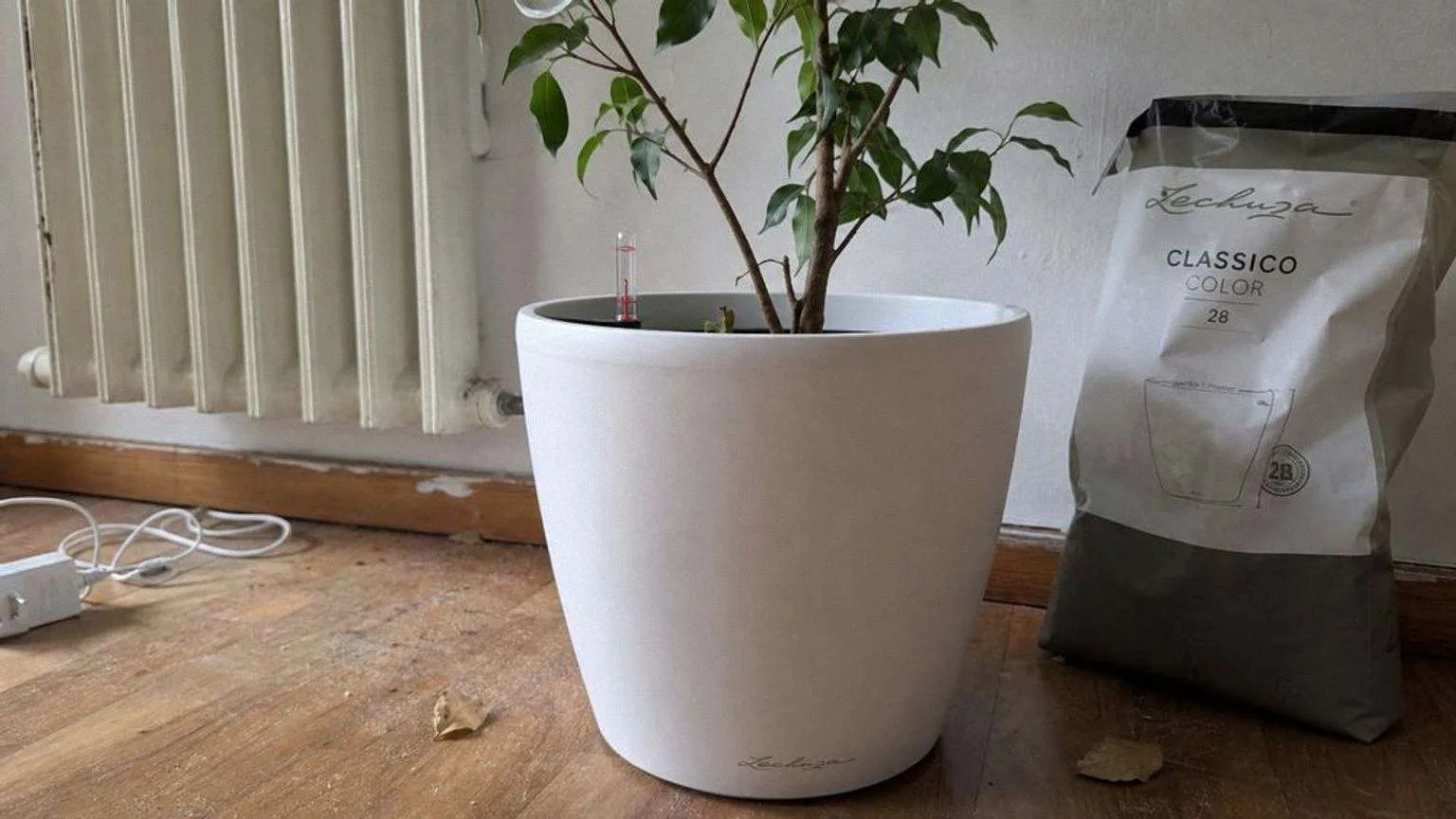 Maceta redonda blanca mate con un ficus arrimada a un radiador en un rincón de parquet, con una bolsa de sustrato abierta apoyada en la pared y hojas secas caídas alrededor
